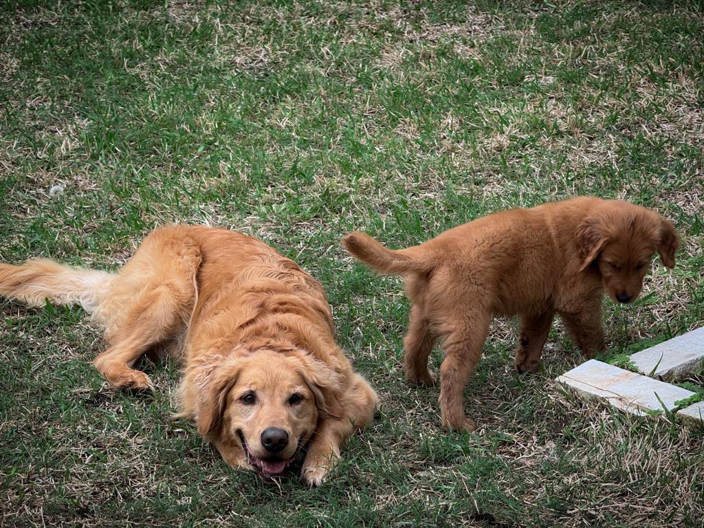 Huckleberry and Beauregard